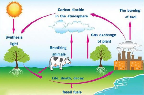 Carbon Dioxide Detectors Definition and Principle - Renke